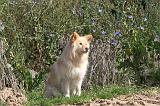 CHIEN FINNOIS DE LAPONIE 396